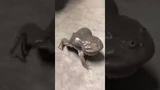 screaming budgets frogs 🐸funny comedy [upl. by Haran]