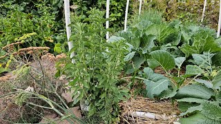 Plant of the Week Herbs How to Grow Stevia in Zone 7 [upl. by Okimuk]