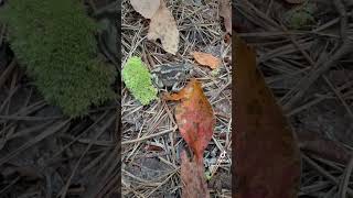 Spadefoot toad wildlife nature animals hiking toad amphibian [upl. by Melva]