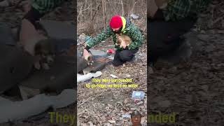 Abandoned puppies were so small🐕dog puppy pets animals shorts rescue [upl. by Nallac]