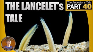 The Lancelets Tale [upl. by Joane]