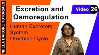 Excretion and Osmoregulation  NEET  Human Excretory System  Ornithine Cycle  Neela Bakore [upl. by Ahsat]