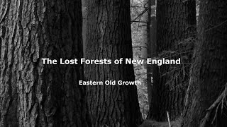 The Lost Forests of New England Eastern Old Growth [upl. by Sarge]