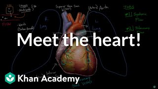 Meet the heart  Circulatory system physiology  NCLEXRN  Khan Academy [upl. by Eednim715]