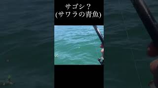 京都の！宮津の海でボートキスフィッシングしている？中！ワームフィッシングをしていたら？short shorts shortvideo fishing [upl. by Elik977]