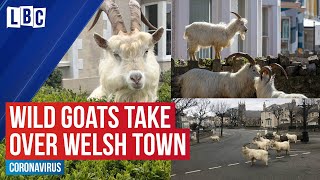 Wild goats take over Welsh town Llandudno as coronavirus lockdown leaves streets empty  LBC [upl. by Lledrev]