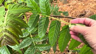 Ailanthus altissima treeofheaven [upl. by Nager]