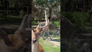 Silent Excursions Photobombing Deer  Safari [upl. by Gnat]