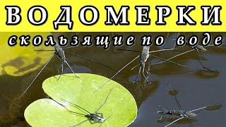 ВОДОМЕРКИ  Скользящие по воде [upl. by Berg534]