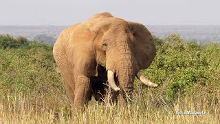 Amboseli Afternoon Game Drive 792023 [upl. by Simah]