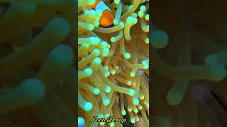 clownanemonefishamphiprionocellarisshortsscubavideographymoalboalcebu🇵🇭 [upl. by Castra]