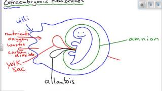 Extraembryonic Membranes [upl. by Ahsuatan]