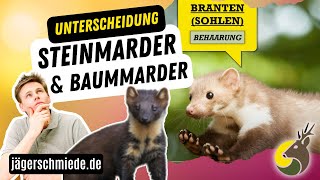 Wildtierkunde Steinmarder und Baummarder  Wissen für deine Jagdprüfung [upl. by Slorac330]