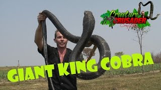 Top 10 Dangerous Animals in the World KING COBRA   3SNAKE DUDE on YouTUBE kingcobra cobra [upl. by Pet581]