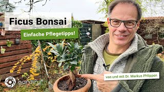 Indoor Bonsai  Ficus Ginseng richtig pflegen  gardify Tipps [upl. by Leotie]