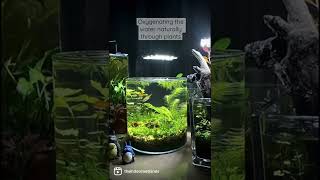 Pearling NO CO2 NO TECH Planted Aquarium  The Indoor Wetlands shorts [upl. by Alexine]