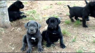 Cane Corso Puppy [upl. by Youngman]