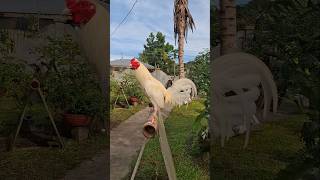 White Kelso  Karl Benedict Game Farm  gamefowl gamefowlbreeder polomolok [upl. by Llekcm]