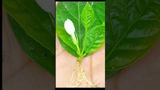 Growing Mogra Jasmine Plant From Leaves shorts youtubeshorts mogra Viralshorts jasmine [upl. by Danielle44]