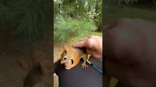 I pet a red squirrel a chipmunk and a gray squirrel in 20 seconds😯 squirrelwhisperer [upl. by Otreblanauj]