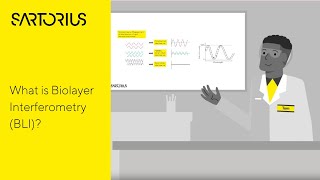 Biolayer Interferometry BLI  The Biophysics behind the BLI Technology Explained [upl. by Nnylhsa726]