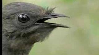 Amazing Bird Sounds From The Lyre Bird  David Attenborough  BBC Wildlife [upl. by Theodoric43]