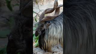 Wild Wonders Do Markhor eat Snakes shorts animals [upl. by Honey]