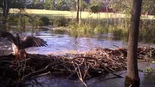 Hawk Attacks duckling at THE POND COVERT RED 40 [upl. by Aivuy]