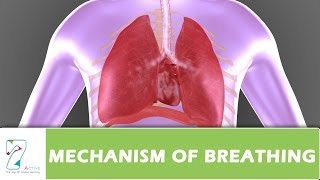 MECHANISM OF BREATHING PART 02 [upl. by Rebmik]