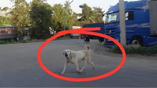 AGGREDITO da un branco di cani in GEORGIA  Ep 17 [upl. by Anotyad407]