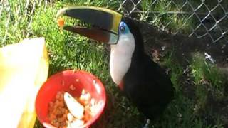 Look how a Toucan eats his food [upl. by Aicinod]