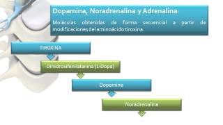 INTRODUCCION A LA FARMACOLOGIA DEL SISTEMA NERVIOSO AUTONOMO SNA [upl. by Zennas]