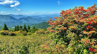 Jane Bald Hike  Roan Mountain  Flame Azaleas  Hike Vlog 99 [upl. by Gnivri171]