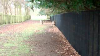 Fallow Deer standing up Dunham Massey [upl. by Johns]