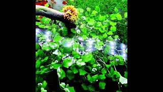 Emersed to Submersed aquarium plants plantedtanksetup plantedaquarium aquarium plantedtanks [upl. by Enattirb879]