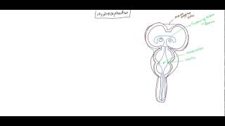 Hydrocephalus NeuroAnatomy and Physiology of CSF for USMLE [upl. by Hasin]