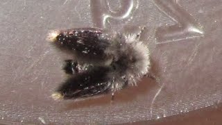 Moth Fly Psychodidae Care Video [upl. by Etnor99]