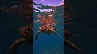 turtle 🐢 snorkeling 🤿 kapalua 🏝️ maui 🌅 oceanlife 🌊 pardise 🏖️ [upl. by Laehctim]