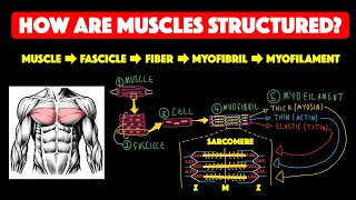 Skeletal muscle structure [upl. by Rramahs]