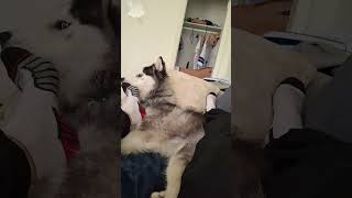 He bites feet loki dogsofyoutube dogso [upl. by Klaus22]