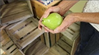 How Do I Ripen Pears [upl. by Docia]