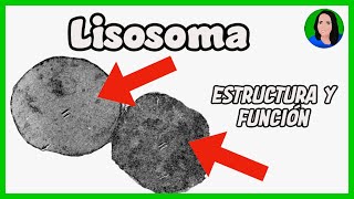 Lisosomas  Célula eucariota Estructura y función [upl. by Orest]