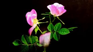 Time Lapse of Wild Rose Blooming and Dropping Petals In RealTime Hybrid Video [upl. by Ellenad]