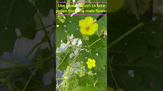 How to hand pollinate for maximum yield gardening California zone9b [upl. by Camarata988]