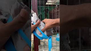 After The Treatment 🤫🤫🤫 merpati kalapati güvercin homingpigeon birds racingpigeon pigeon [upl. by Anirbus]