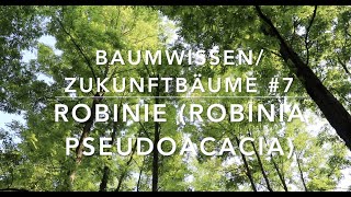 Robinie  Zukunftbäume  7 Baumwissen [upl. by Ahseiym382]