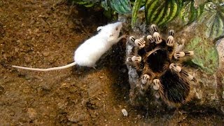 Large brutal tarantula kills mouse Acanthoscurria geniculata [upl. by Yruy269]