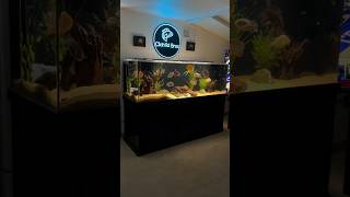 Water Changes for All of My Aquariums [upl. by Cobbie817]