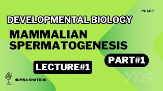 Developmental Biology  Mammalian spermatogenesis [upl. by Lednahs]