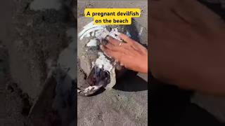 A pregnant devilfish on the beach 🥺😥♥️ stingrayfish help [upl. by Egide]